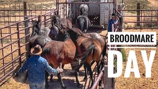 SEPARATING & TRAILERING THE BROODMARES #aqha