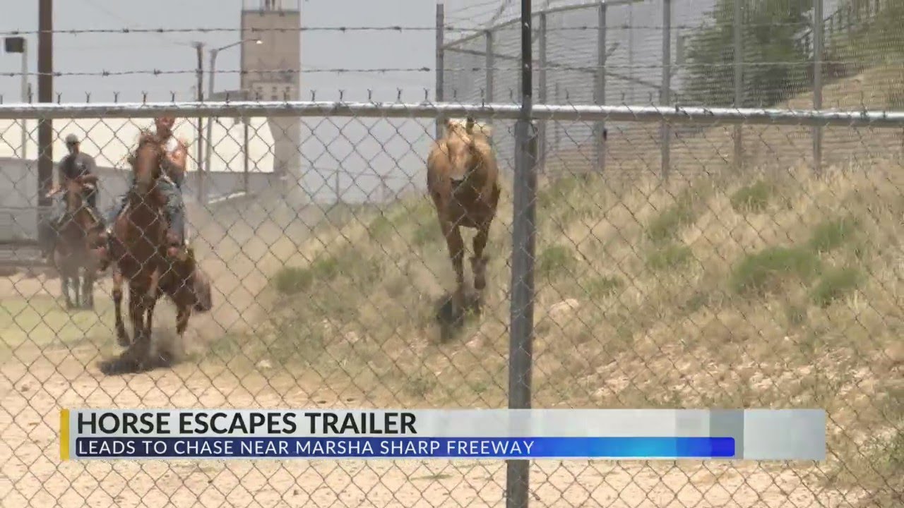 Horse escapes trailer YouTube