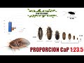 Reproducción - Blaptica Dubia (Cucaracha Argentina)