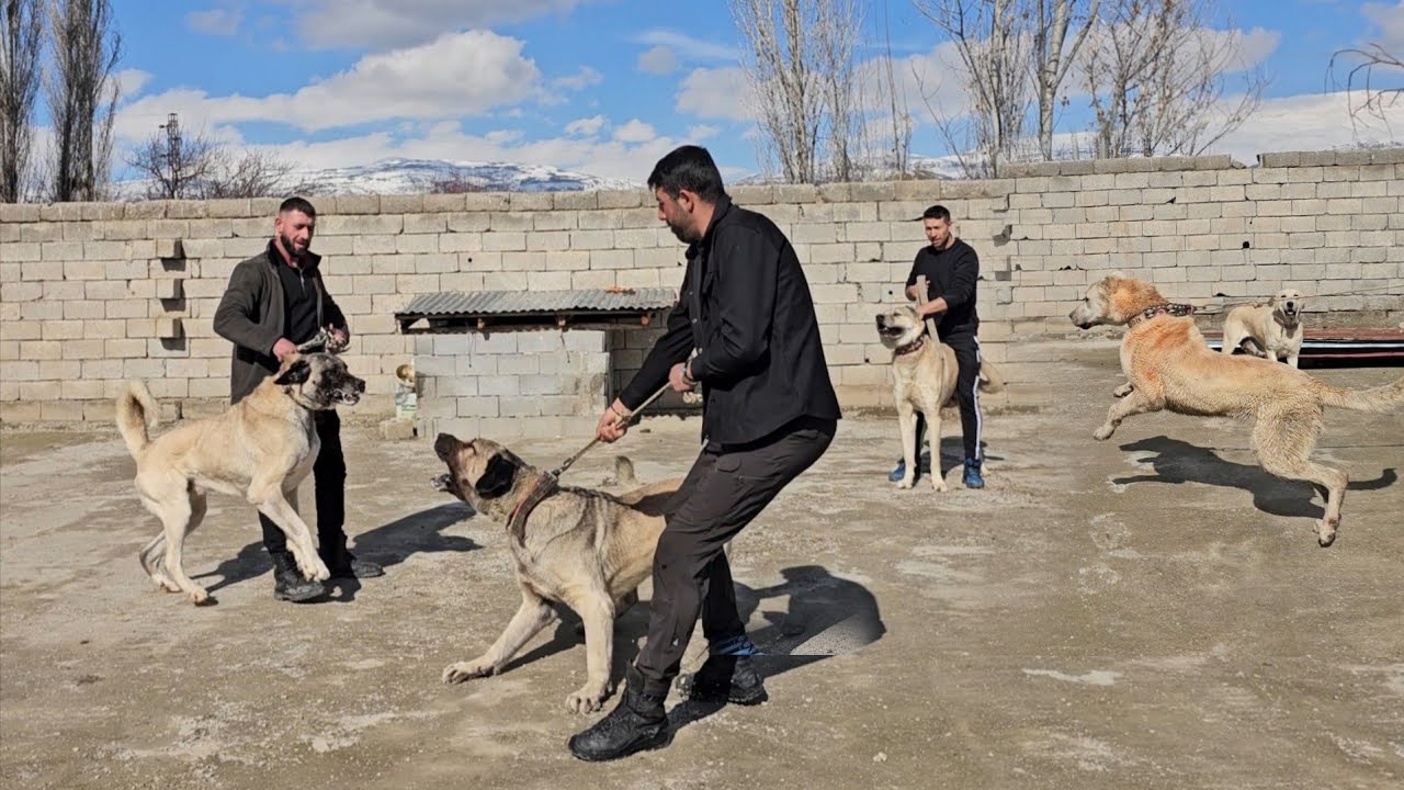 TÜRKİYE`YE NAM SALMIŞ KÖPEKLERİN SOYLARININ BESLENDİĞİ ÇİFTLİGE GİTTİK~VURGUN.GÜDÜK .SAMBACI SOYU 