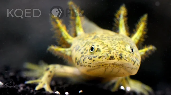 The Axolotl Salamander Doesn’t Wanna Grow Up | Deep Look