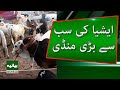 Eid Crisis in Pakistan? | Pakistan Cattle Sellers in Trouble as Buyers Stay Away | Bayania News