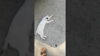 Noluyo Kardeşim Ne Bu Tantana Kedi Versiyon