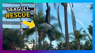 Seagull Rescued From Netting