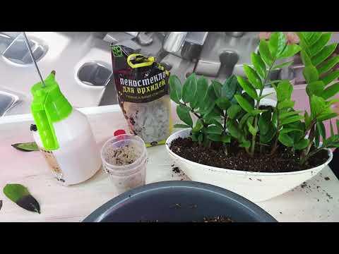 Video: Prečo Zamioculcas žltne