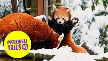 Red pandas play in the snow for the first time | SWNS
