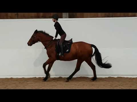 Creating your Assessment Video - Equine Sport Pathway Level 3