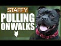 How To STOP Your STAFFORDSHIRE BULL TERRIER PULLING ON WALKS