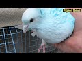 Сколько же лет живут Голуби ??? Обзор Ветеранов // How old do doves live ??