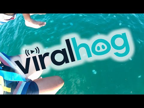 Dudes Get Dunked With Jellyfish || ViralHog