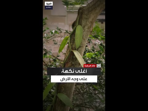 لماذا تتربع الفانيلا على عرش التوابل في العالم
