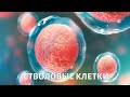 Стволовые клетки. Медицина будущего