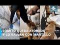 Perrito queda atrapado entre paredes; lo rescatan con martillo y cincel