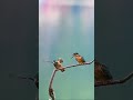✨ “क्यूट बनने चला था पर किंगफ़िशर पापा ने दे दी क्लास!” 🐦😂 #song #coversong #love #hindisong #birds