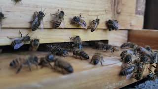 3 minutes of honeybees. by David Windmueller 108 views 4 weeks ago 3 minutes, 15 seconds