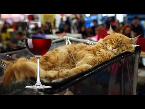 Proof That Cats Are Always Drunk