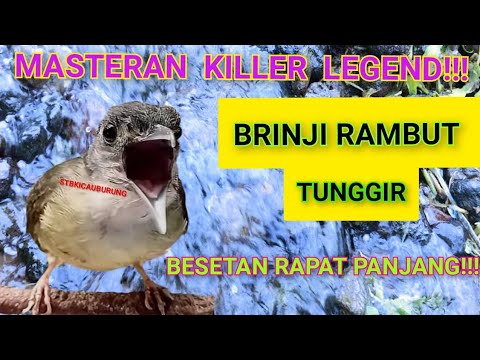 MASTERAN KILLER LEGEND||BRINJI RAMBUT TUNGGIR||BESETAN RAPAT PANJANG|| @STBKICAUBURUNG 