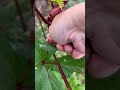 #red okra #shortvideo #food #farming