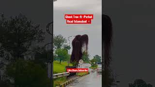 Ghost Tree- Parbat Road F-74 Islamabad