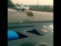 هروب خروف بالطريق ههههههه