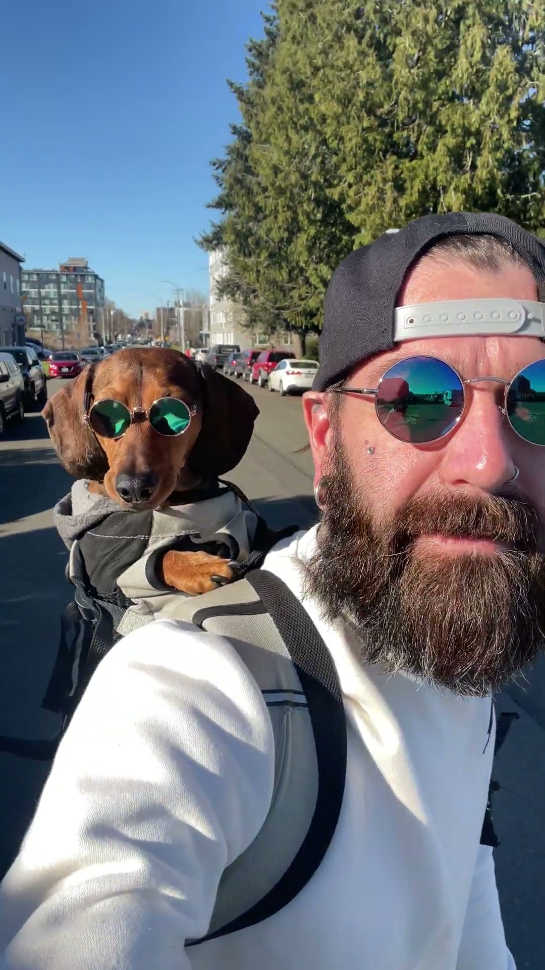 Cool Dachshund Cruises With Dad || ViralHog