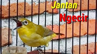 Pleci Jantan Ngecir Cocok Buat Menaikan Birahi Pleci Macet