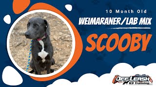 10-Month-Old Weimaraner/ Lab Mix, Scooby | 1 Week Board & Train | Best Dog Trainers North GA | OLK9