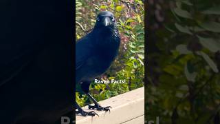 Famous Mind blowing Raven Facts: Watch and Learn! #raven #amimal #facts Wealth