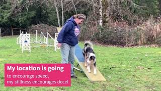 Bounce Grid to Collection - Teeter Training
