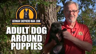 7 week old Black German Shepherds with older dog & GSM Black Magic German Shepherds