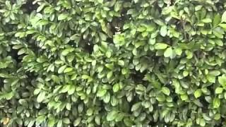 Prunus Laurocerasus - English Laurel