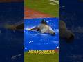 ミエちゃんことミエセス選手がヘッドスライディングパフォーマンスしてくれました#ミエセス #tigers