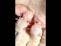 Precious newborn puppies bulldog nursing #puppy #pistenbully #newbornpets #nursing #frenchbulldog