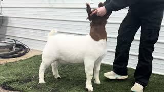 Lot 105 - Topnotch Show Stock Tag: #0524 Doe
