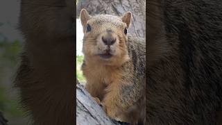 Ruby is a hero! #squirrel #squirrelstory #squirrels #squirrelpups #squirrelfriends #squirrellove