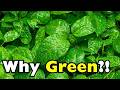 Why Are Leaves Green?