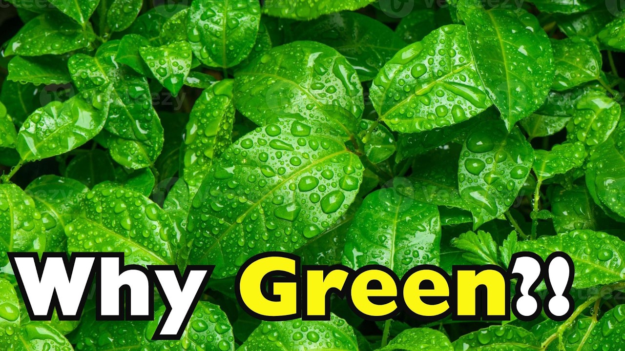 Why Leaves Are Green: The Science of Chlorophyll and Photosynthesis
