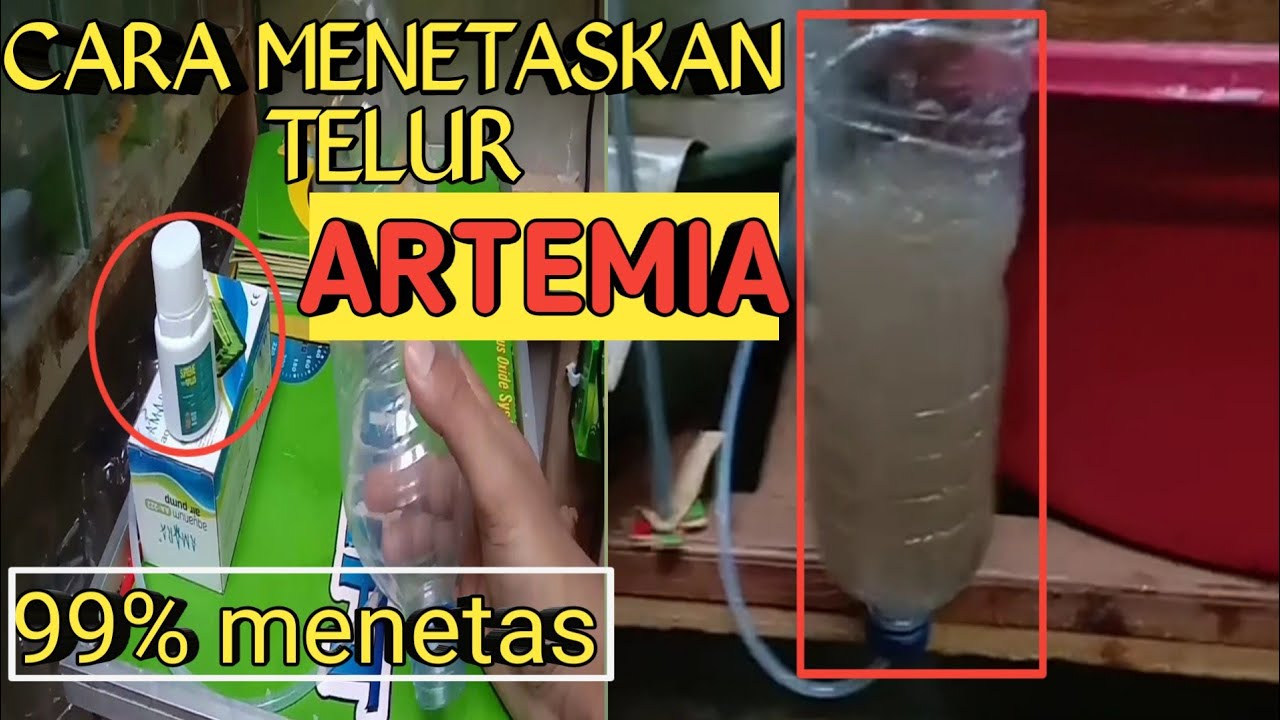 CARA MENETASKAN ARTEMIA 