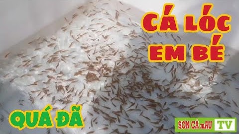 Cách Nuôi Cá Lóc Em Bé Tại Nông Trại | SƠN CÀ mAU