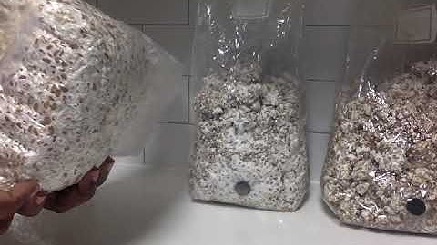 How to Tell When Grain Spawn Bag is Ready