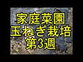家庭菜園玉ねぎ栽培記録(その4)第3週。大玉タマネギとごくうまタマネギの成長記録植え付けから3週目の様子