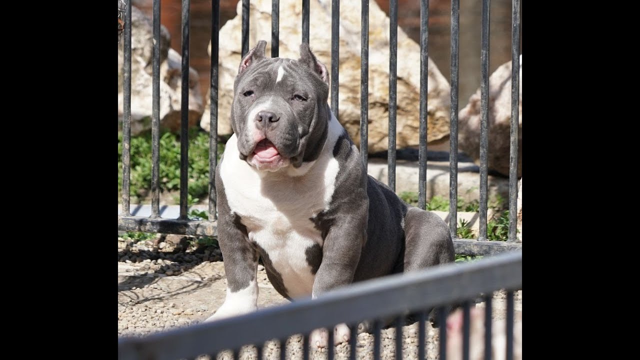 MALE 4 MONTHS AVAILABLE FOR SALE.VERY GOOD PRICE .AMERICAN BULLY POCKET