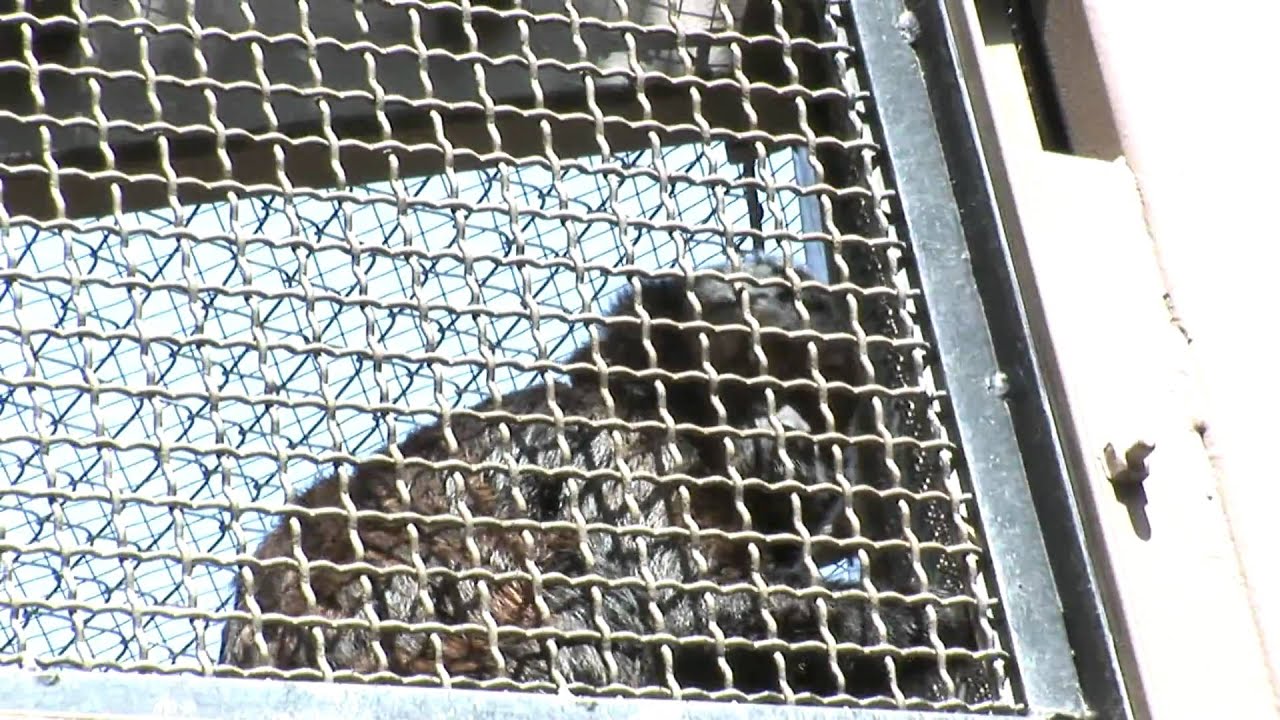 Monkeys In Cages_Small Cage_Zoo free video clips background