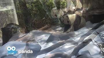 Zoo Cam - Panda Cam at the San Diego Zoo
