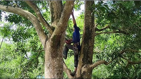 Cưa cây xoài sao nhà , Siêu nhanh ,Cưa cây kỹ thuật cao