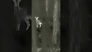 сибирская косуля ночью