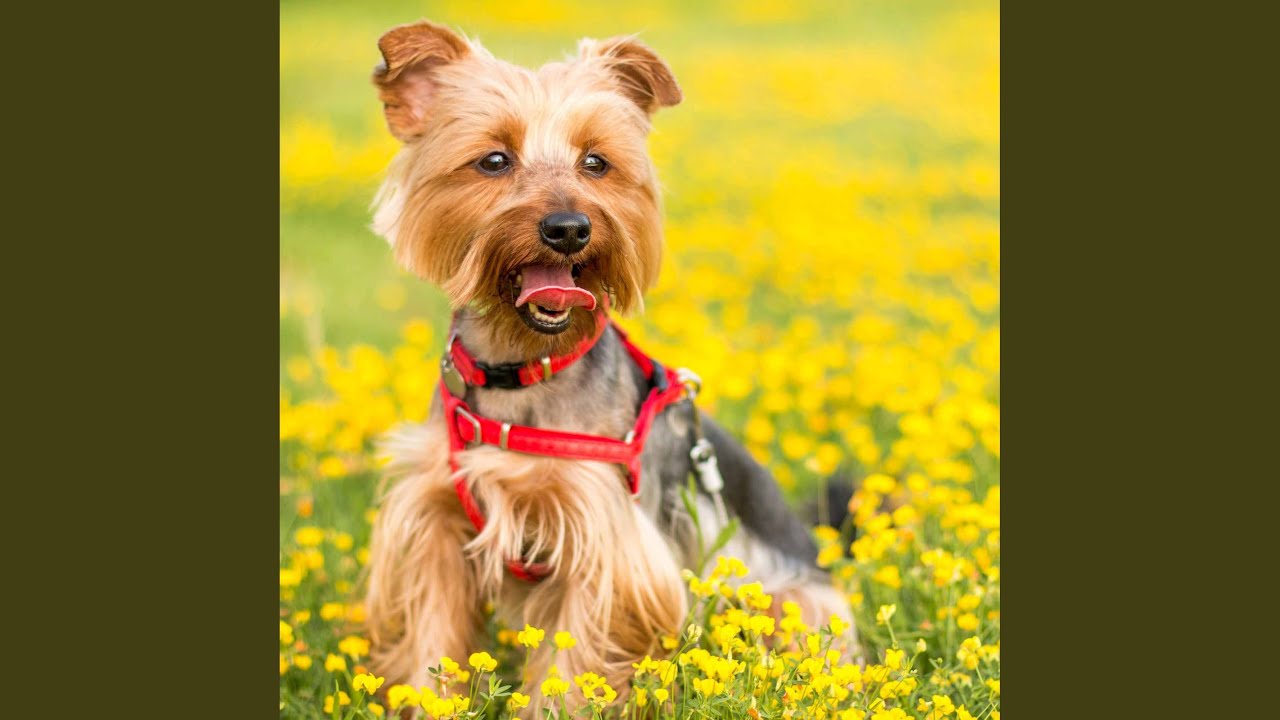 Superlative Moods for Chillin Dogs