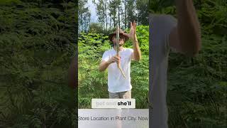 Get a FREE Moringa Tree in the Mail NOW!