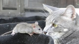 Cat & Mouse by Mia Snow 134 views 7 years ago 2 minutes, 36 seconds