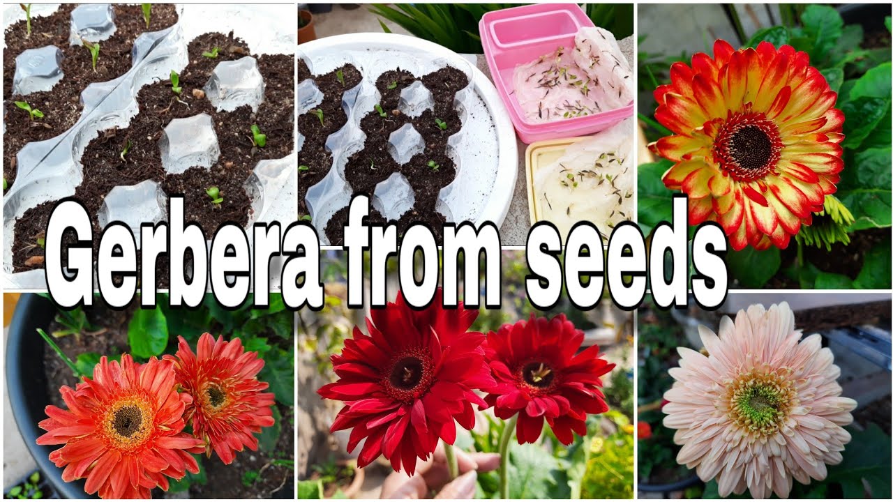 GerberaDaisay Grow From Seeds, जरबेरा को बीज से उगाए,1 st time on youtube,with genuine results